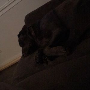 Meet your Posher, Joey